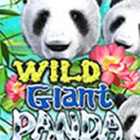 Alphaslot88 Wild Giant Panda